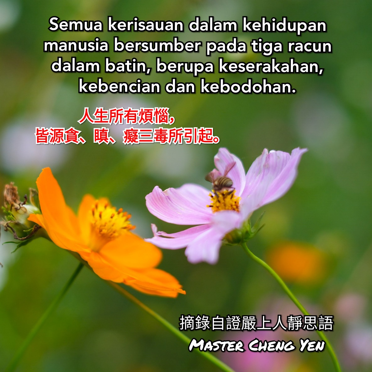 Gnomlar haqida porno video